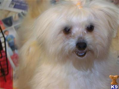 Dogs - Maltese